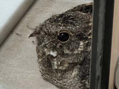 「意外訪客：廁所裡的台灣夜鷹帶來的一堂教育課」